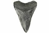 Fossil Megalodon Tooth - South Carolina #187793-1